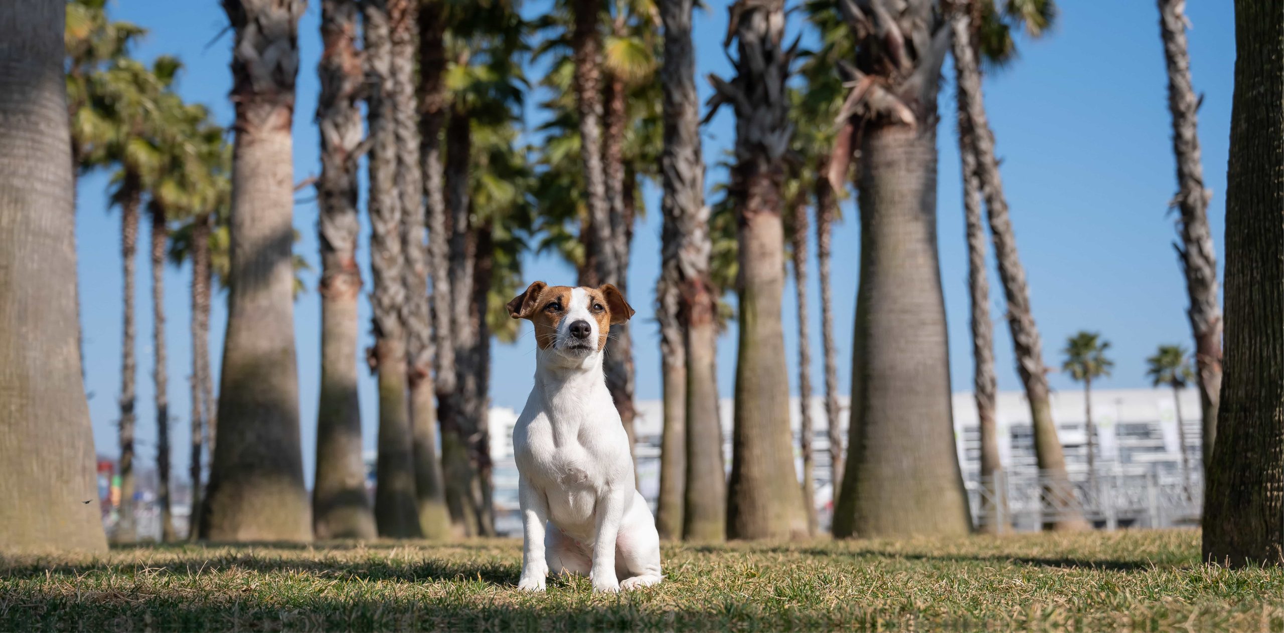 A small dog sits on grass, surrounded by tall palm trees against a clear blue sky.