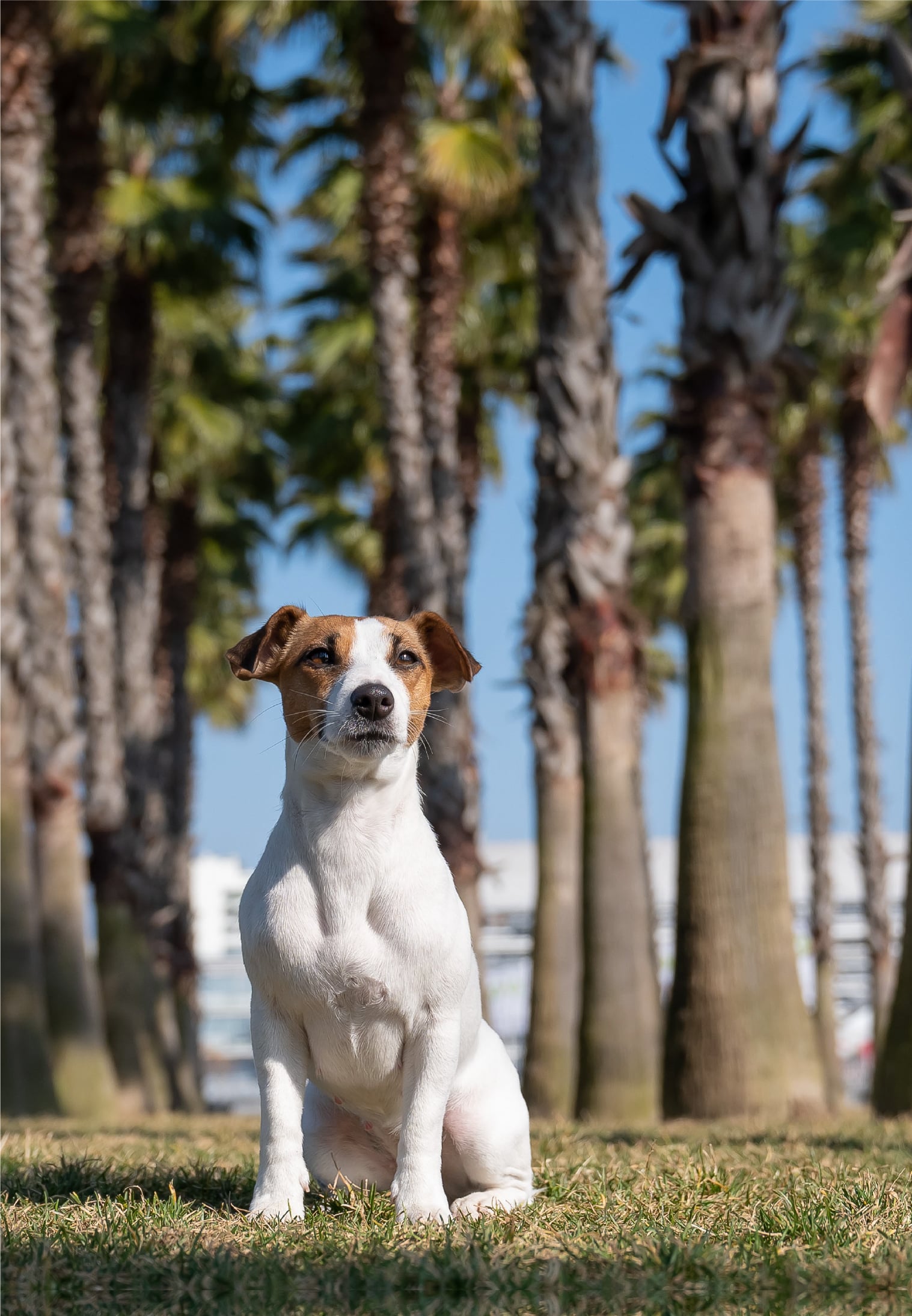 A small, upright dog with brown and white fur sits in front of tall palm trees and blue sky.