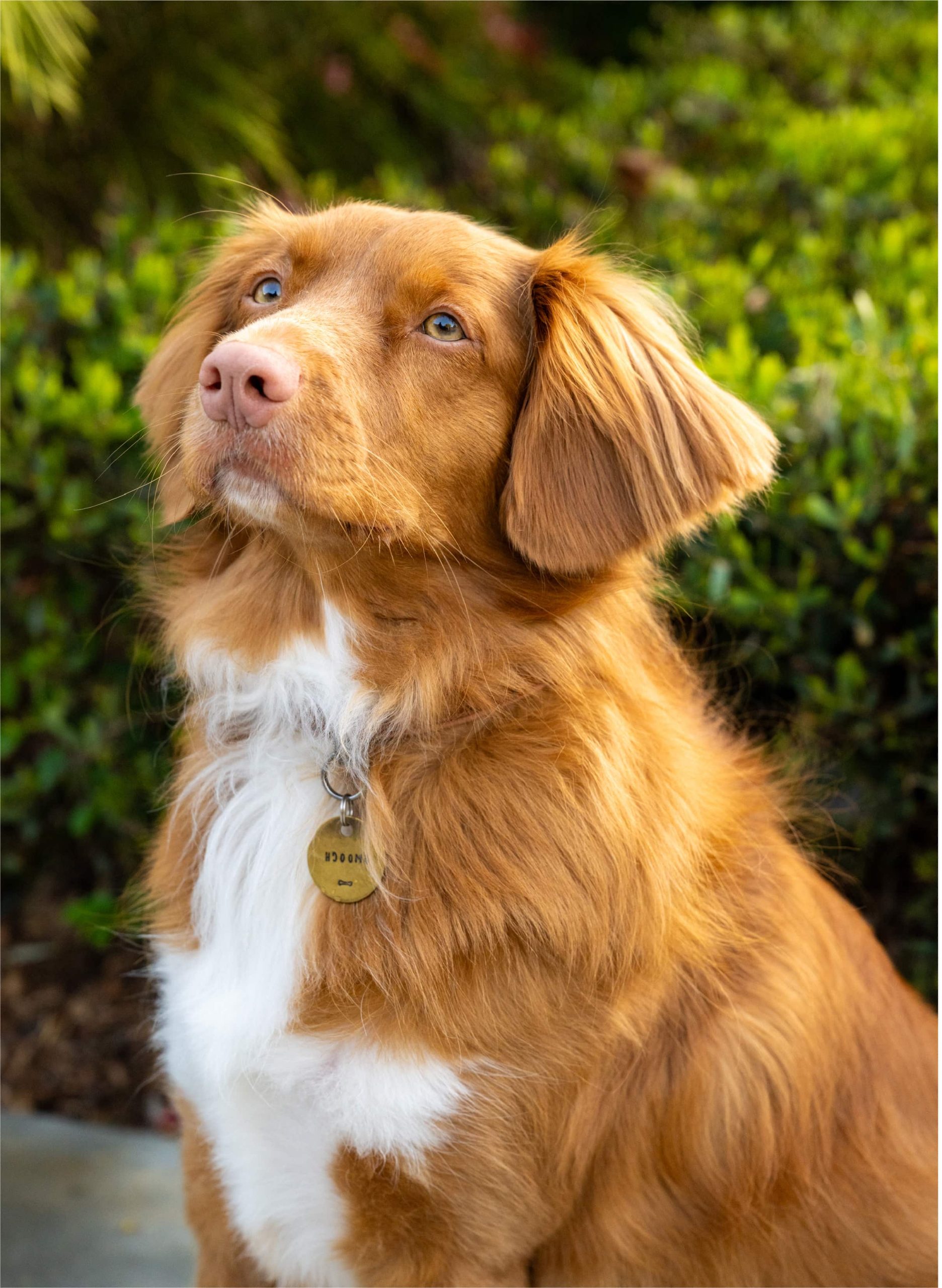 Golden-brown dog with fluffy fur and a white patch, sitting beside green foliage.