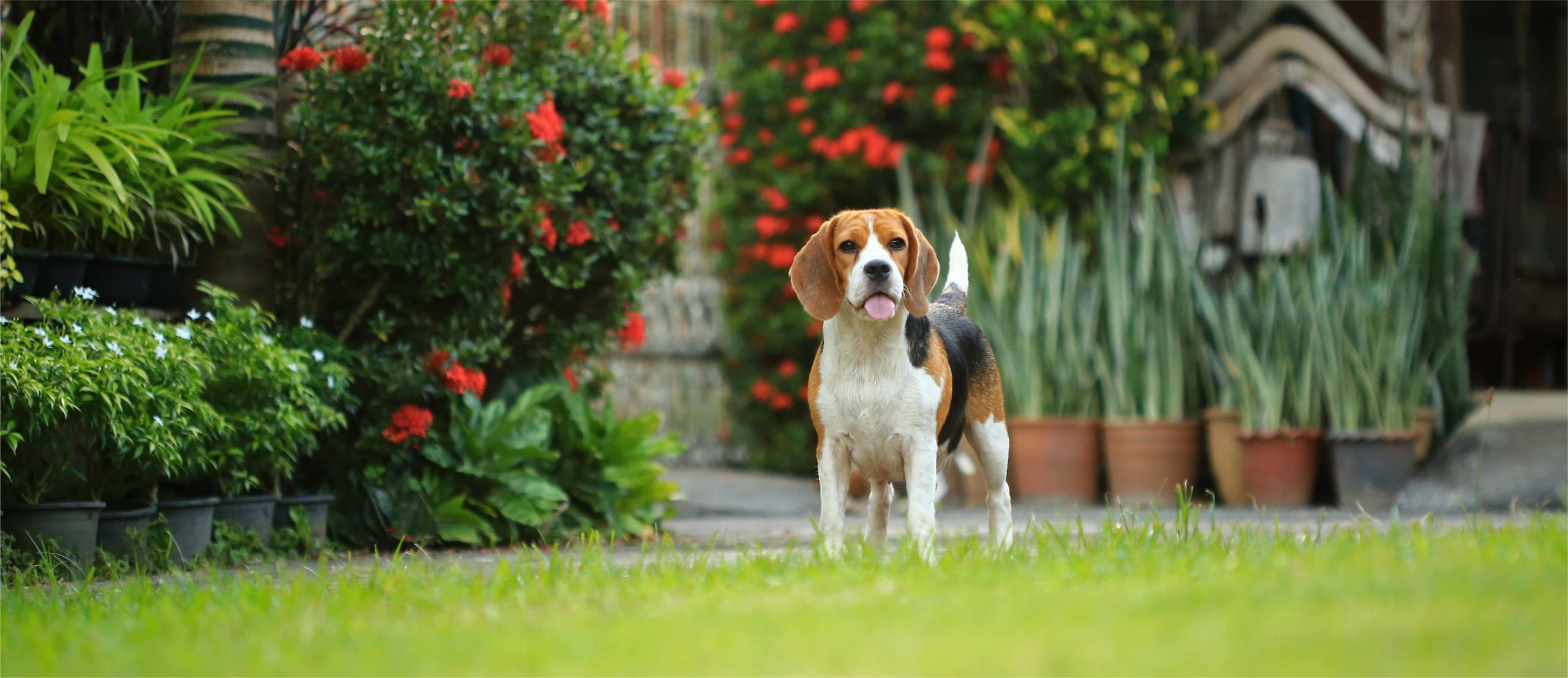 Beagle standing on grass with colorful flowers and potted plants in the background.