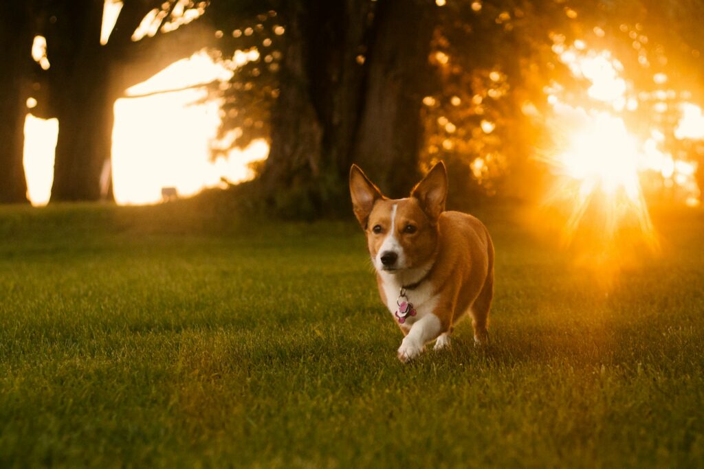 dog in backyard
