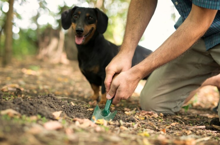 dog waste
