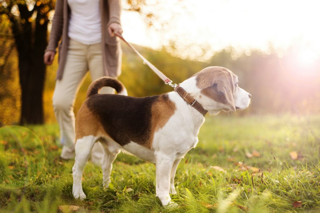 dog walking