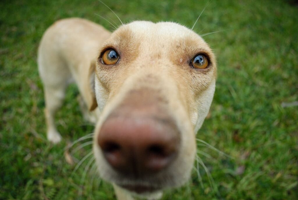 dog