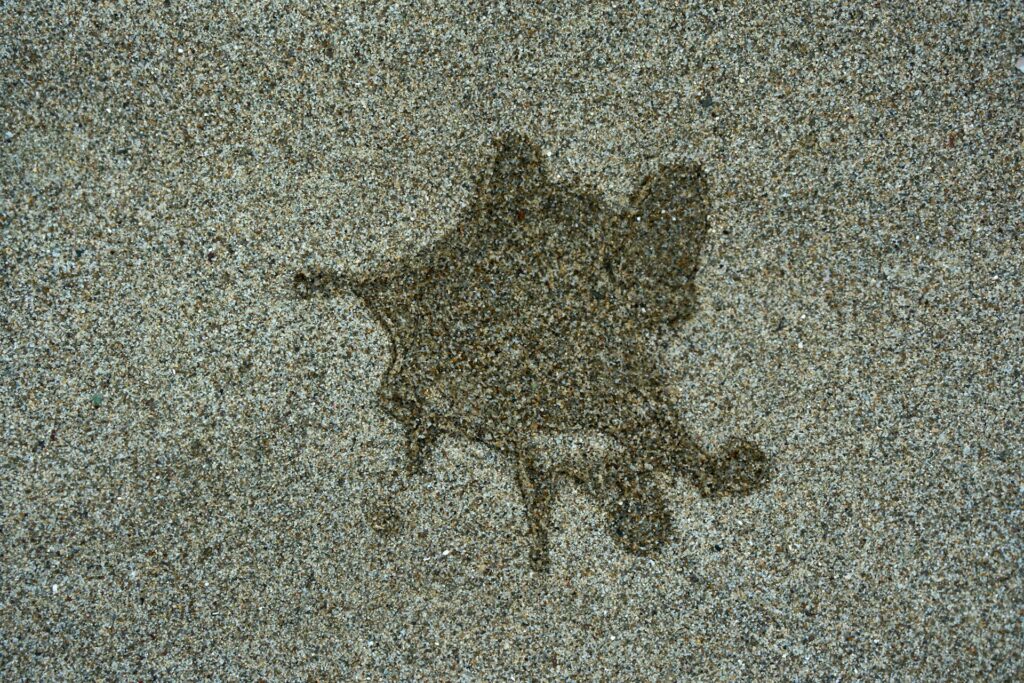 pet stain