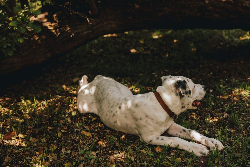 Dog Waste