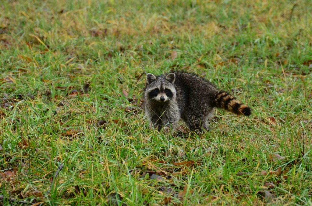 wildlife