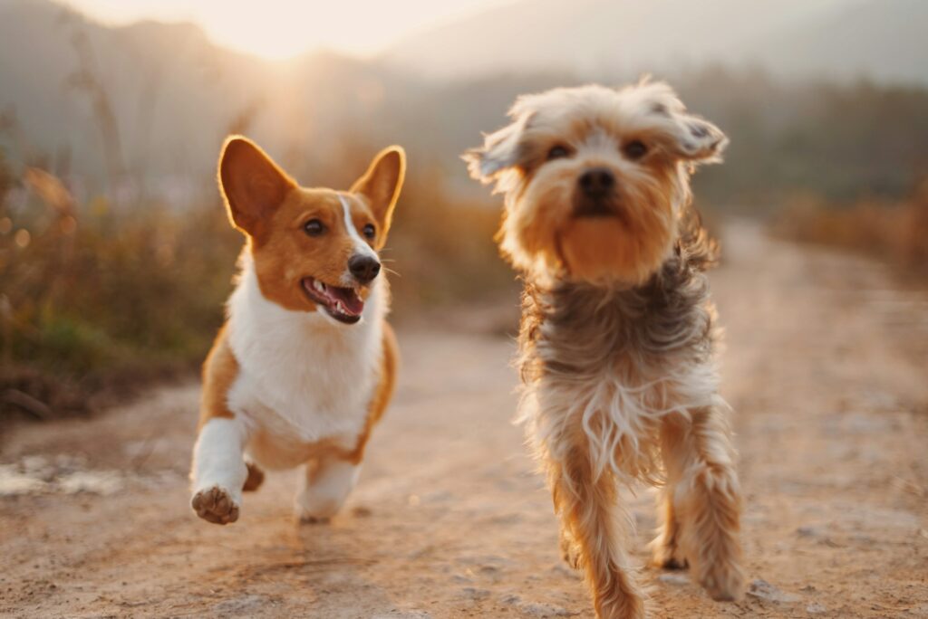 Dog Waste
