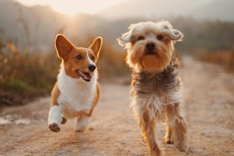 Dog Waste
