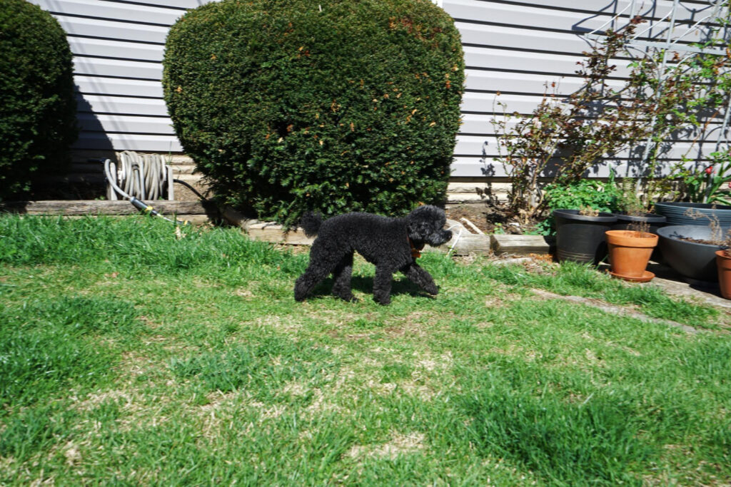 dog waste